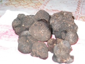 Truffes
