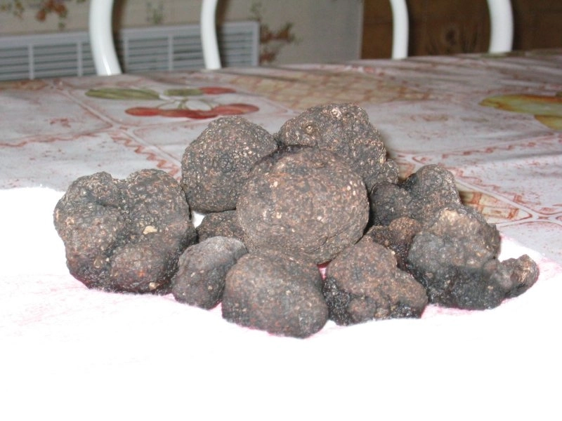 Truffes