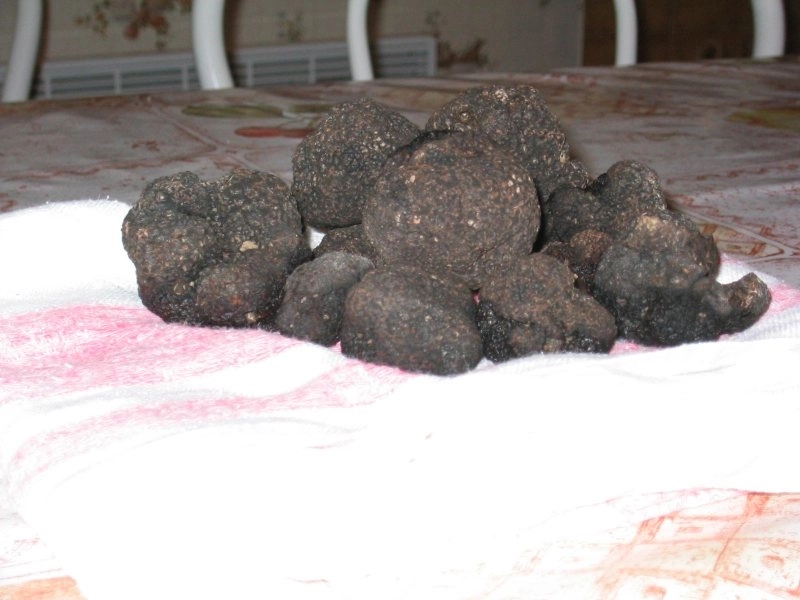 Truffes