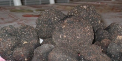 Truffes